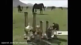 اسب دره شوری