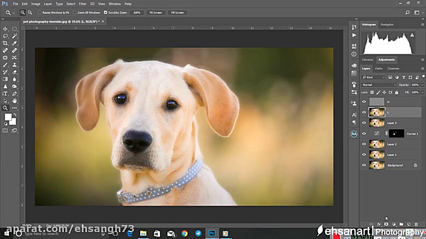 آموزش ویرایش عکس حیوانات