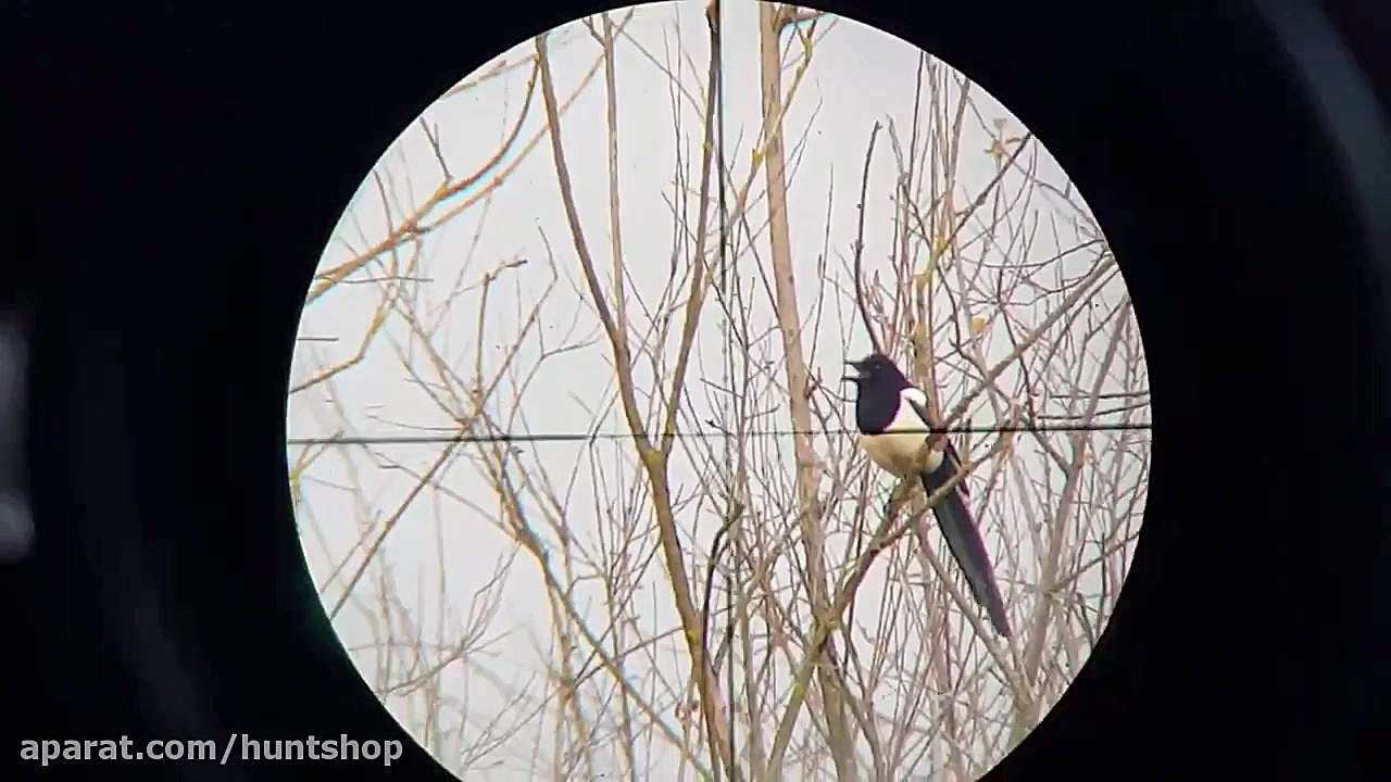 شکار با تفنگ بادی دیانا مگنوم...