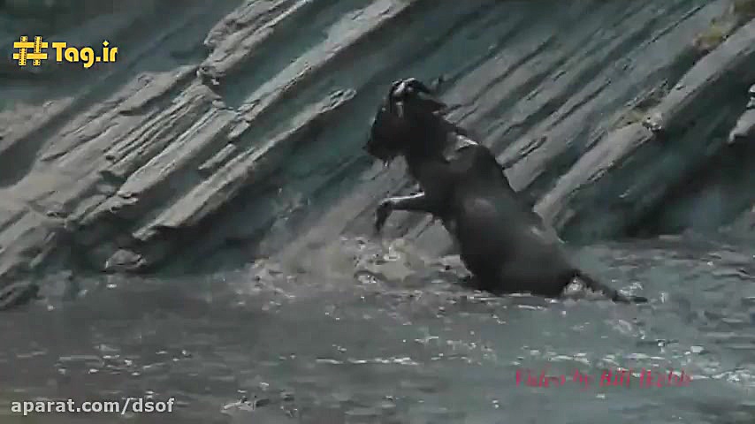 شکار گوزن یالدار توسط کروکودیل...