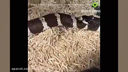 ماری که به خود هم رحم نمی کند