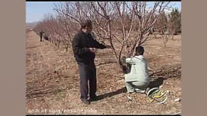کوددهی و هرس در باغ  تلاش سبز