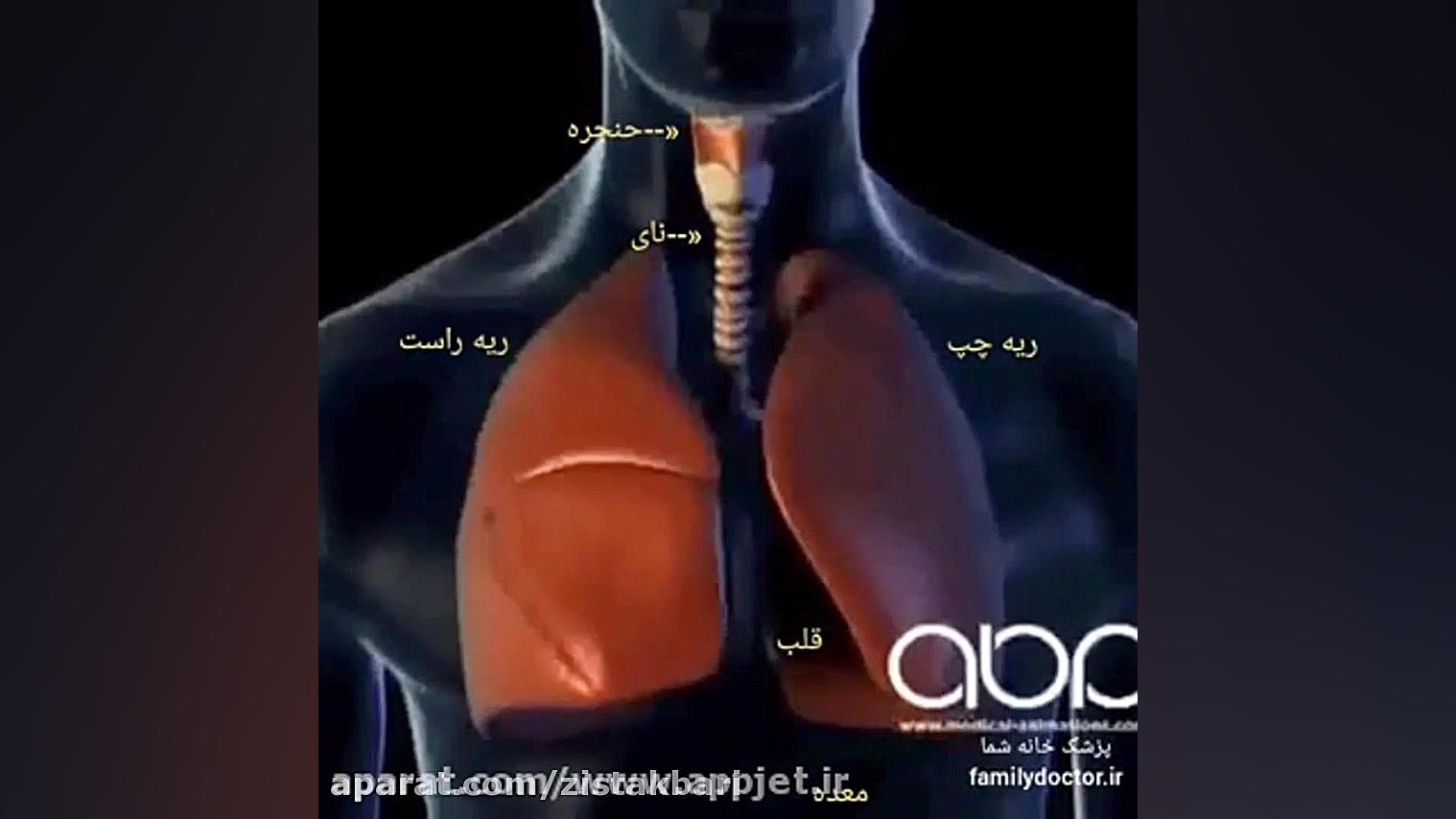 دیافراگم و شش ها زیست شناسی ده...