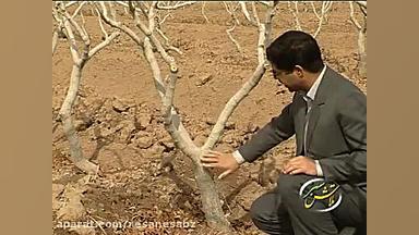 هرس درختان پسته  تلاش سبز