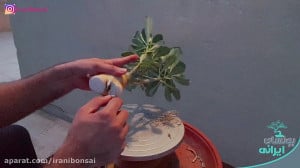 آموزش ساخت بونسای آدنیوم  رازه...