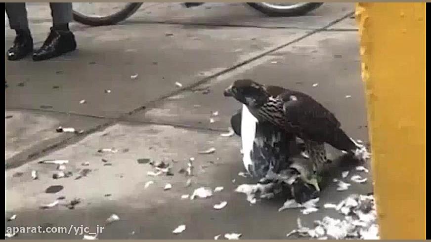 شکار کبوتر توسط شاهین در یکی ا...