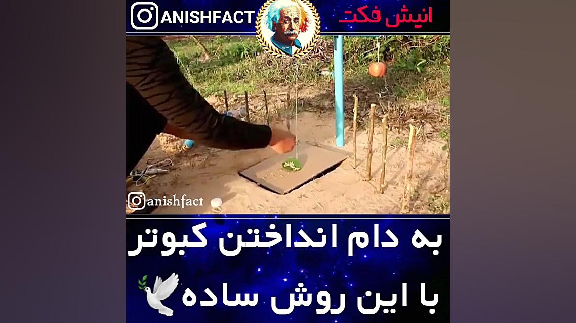 کبوتر.رازبقا.قناری.شکار.جالب.ط...