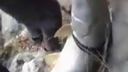 ماهی سونگ: Luciobarbus esocinu...