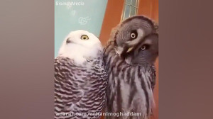 وقتی می‌شنوی روحانی گفته...