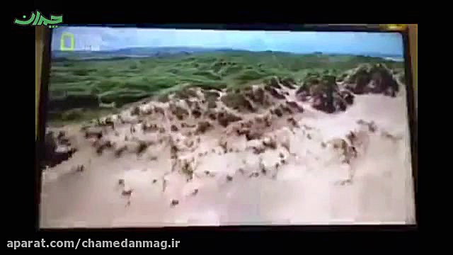 پخش برنامه حیات‌وحش از شبکه ما...