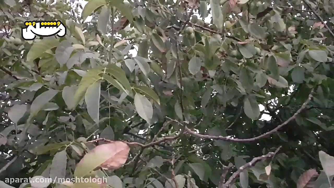 برای دیدن این ویدیو چشم هایتان...