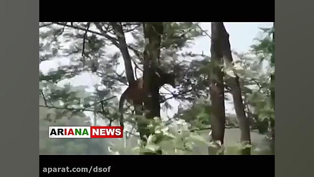 پرواز پلنگ برای شکار آهو | شکا...