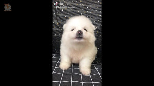 جدید ترین سری حیوانات بسیار با...