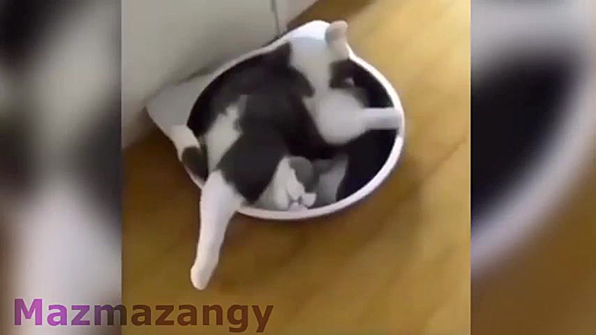 خنده دار ترین کلیپ حیوانات