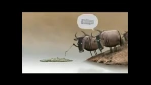 اقا وِ تمساح هسه شک نکن:V