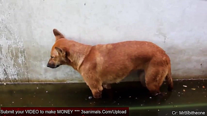 کلیپ جالب و خنده دار از سگ ها