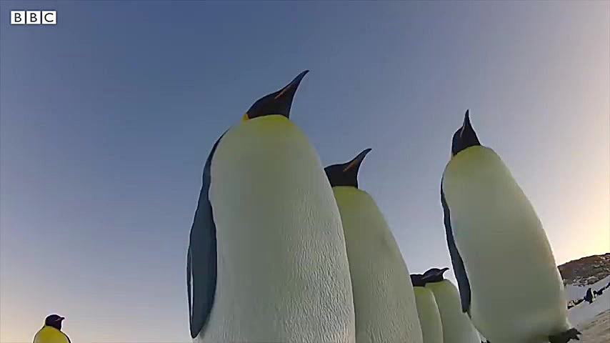 دیدنی ترین نبردها میان حیوانات...