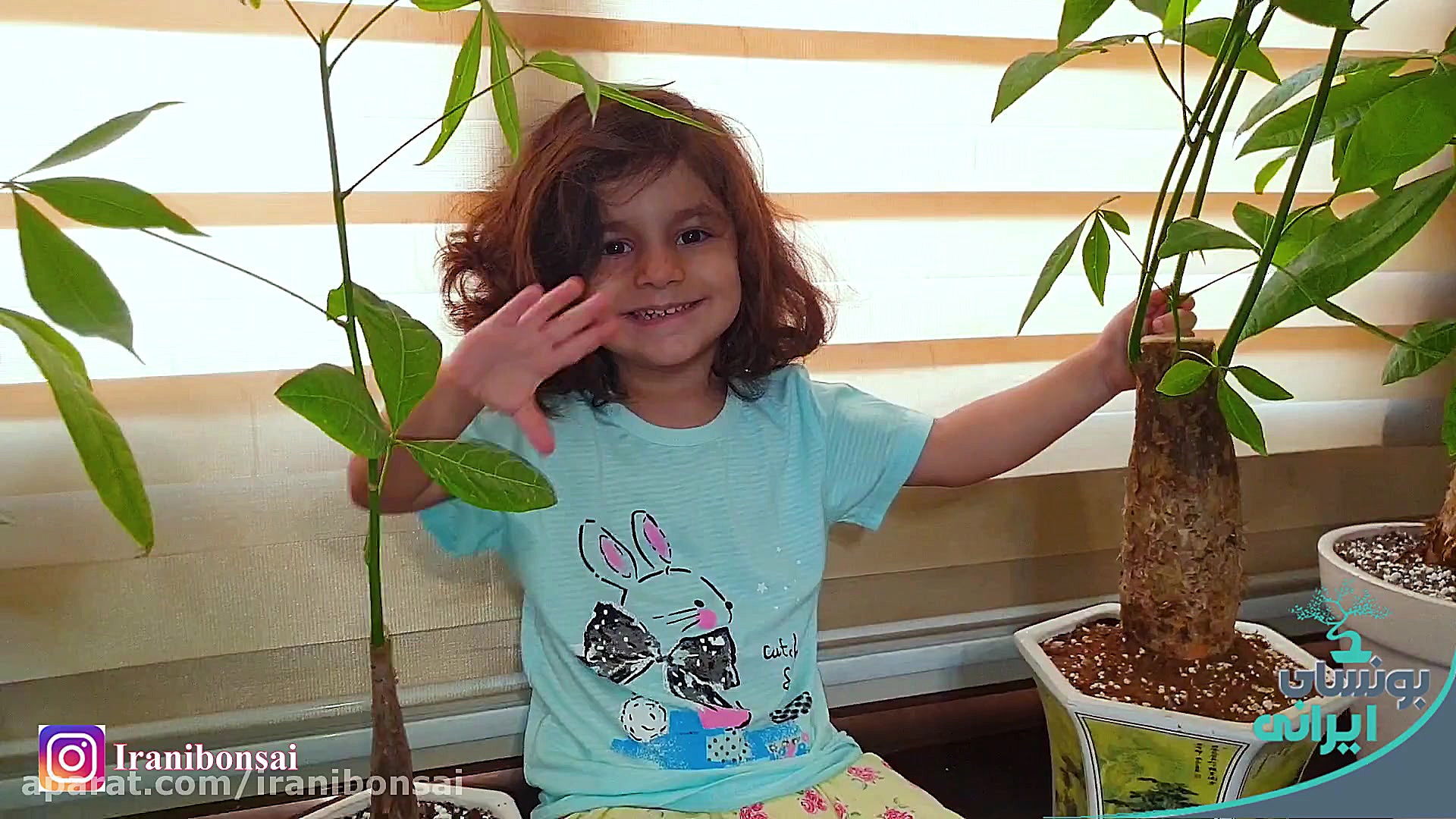 معرفی گیاه پاچیرا توسط رونیا خ...