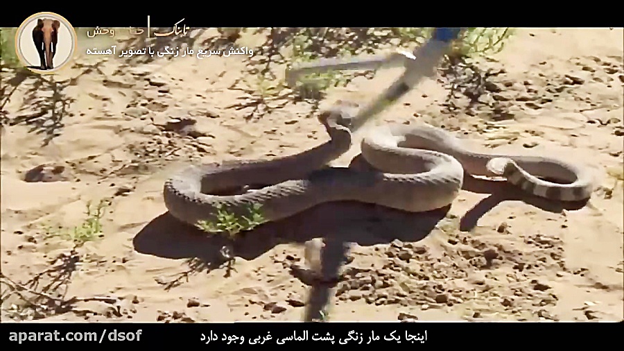 واکنش سریع مار زنگی با تصویر آ...