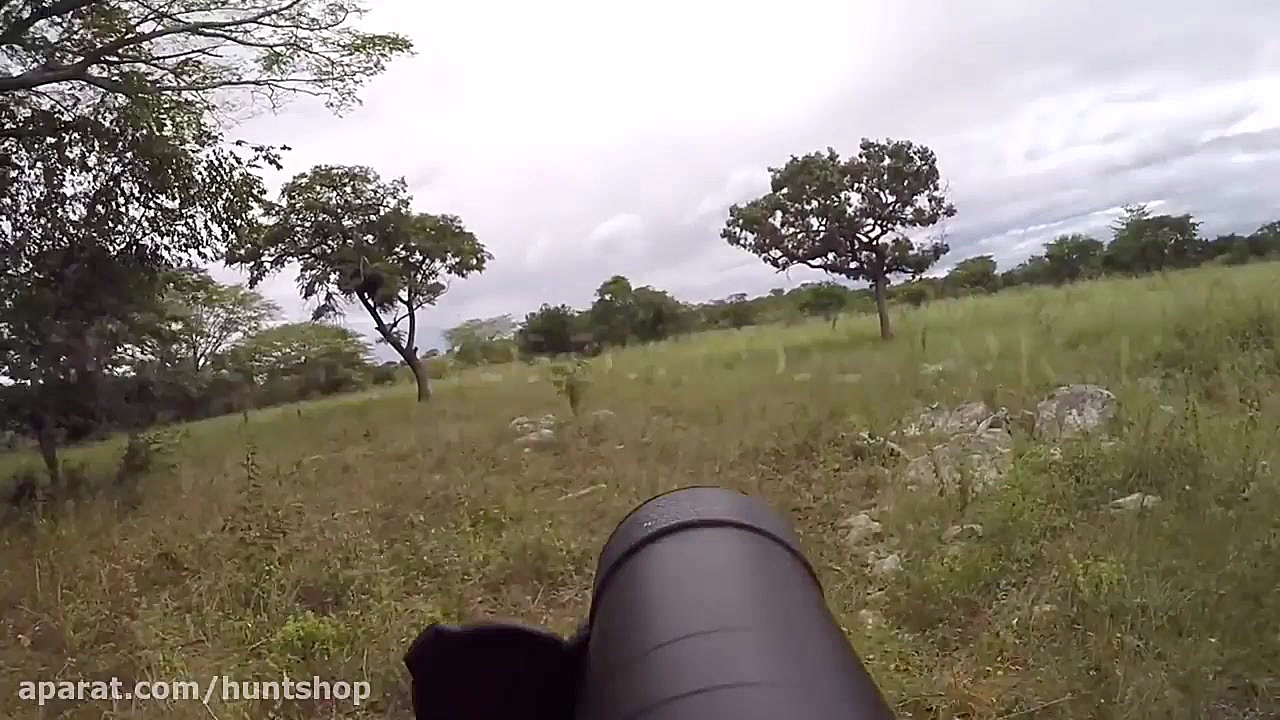 شکار با تفنگ بادی pcp کالیبرگا...