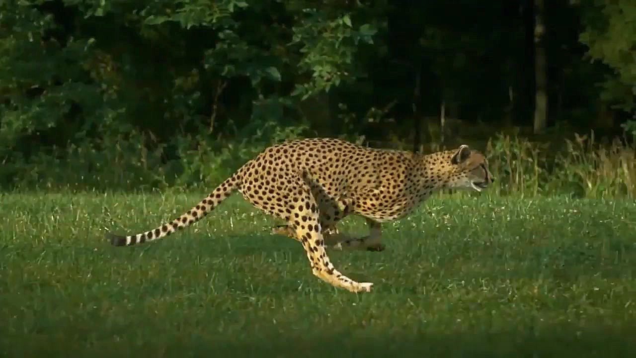 خوردن مار توسط مار کبرا