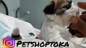 توله مایا و باستر(نمایشی)