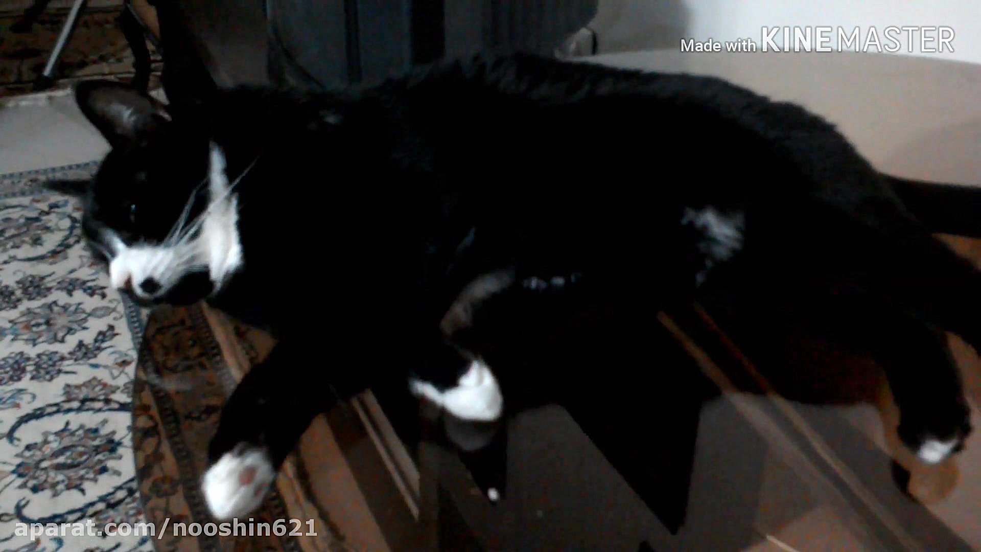 کلیپ خنده دار ساخت خودم گربه ی...