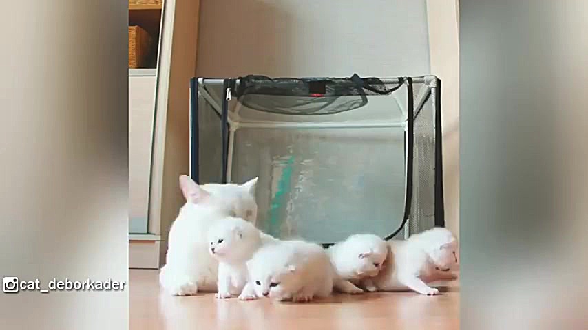 بچه گربه های سفید و خوشگل