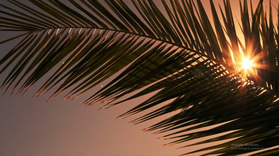 نخلستانهایی که وقف روضه امام ح...