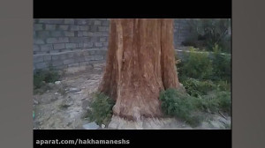 اینجا استان کرمان گلباف درخت س...