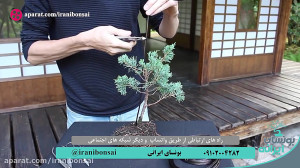 ساخت بونسای جونیپر فقط در چند...