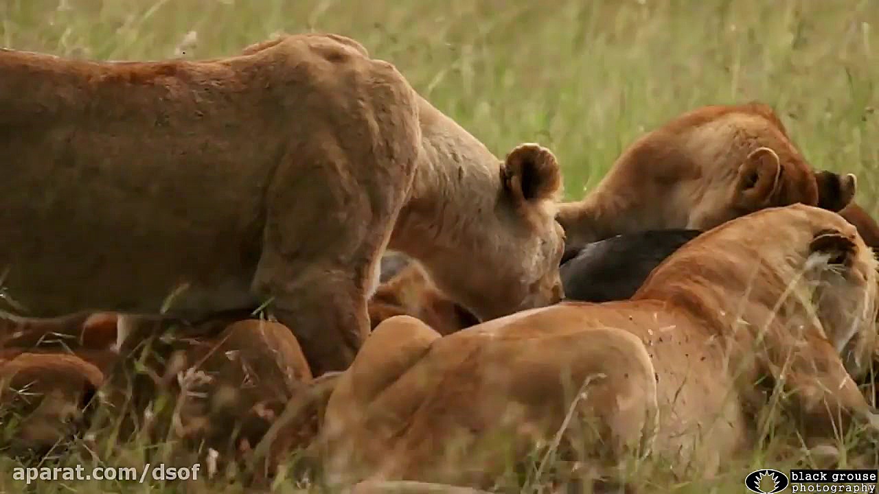 شکار گوزن یالدار توسط شیرهای ن...