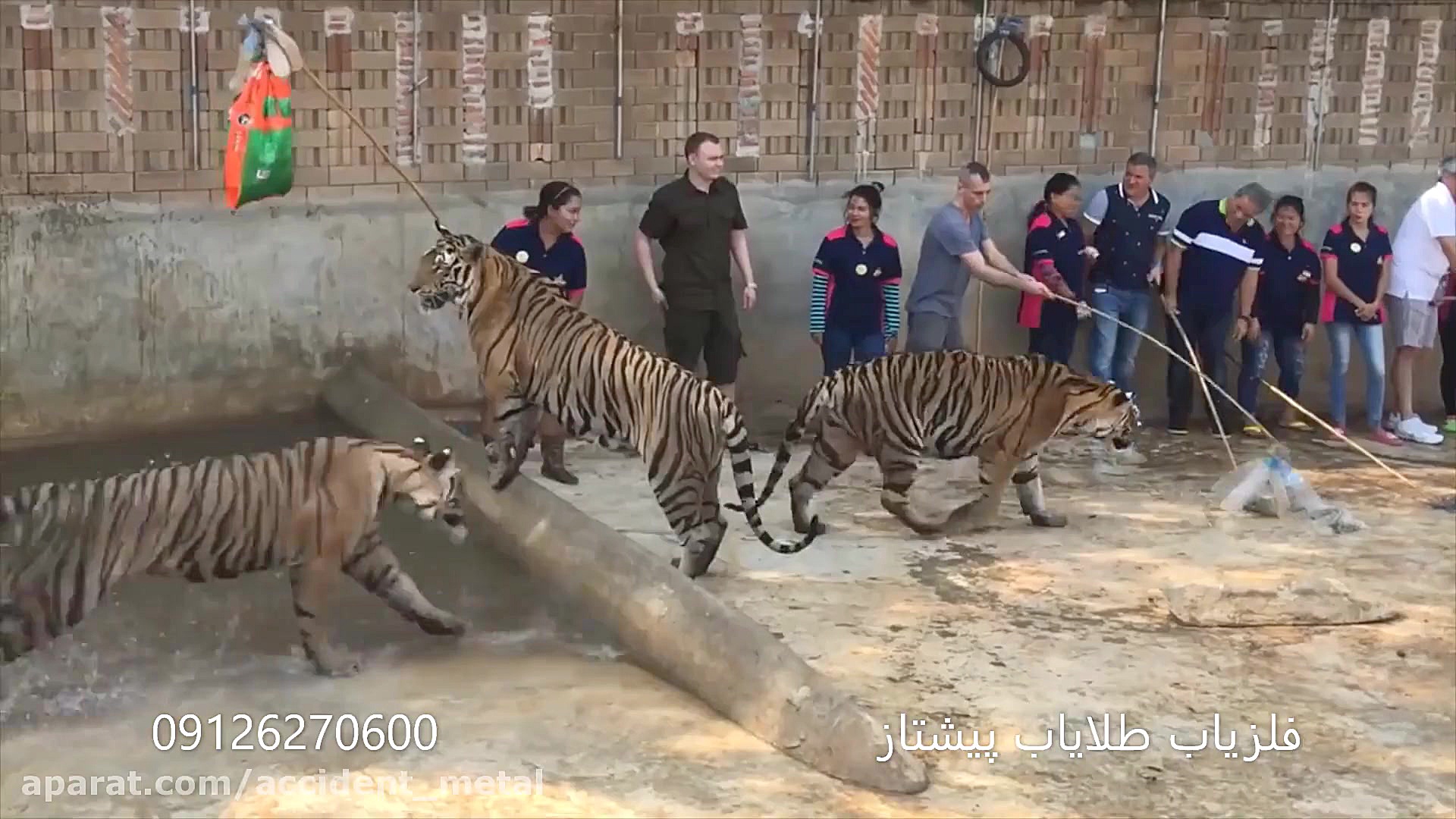 شکار شدن خفاش توسط مار وحشی