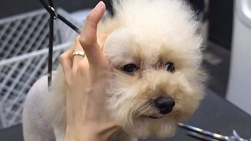 بهترین کلیپ حیوانات هفته