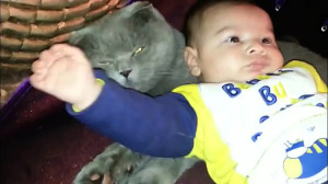 Cat Playing with Baby  Best of...