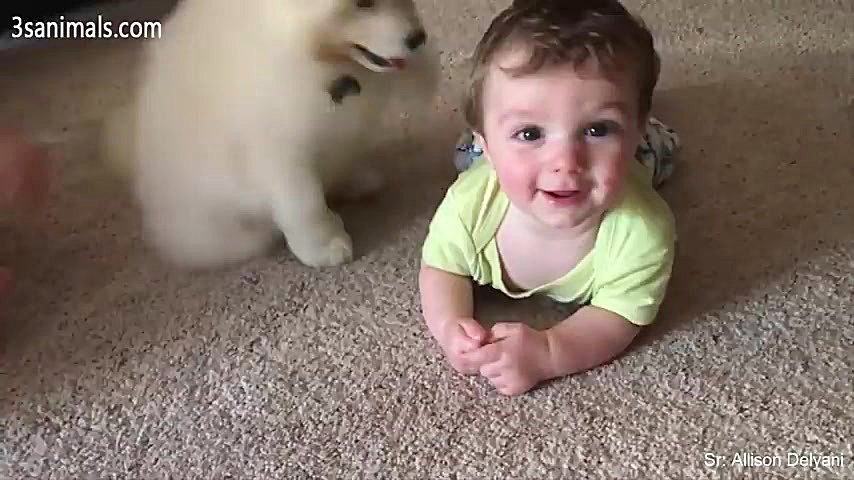 کلیپ جالب و خنده دار از حیوانا...