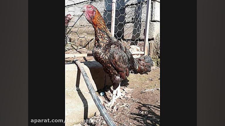 فروش تخم نطفه دار بوقلمون وغاز