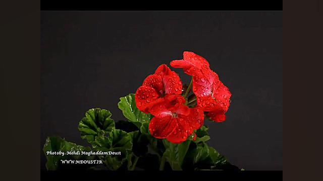 دل من ای دل تنها چه صبورانه شک...