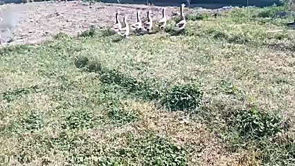 فروش تضمینی تخم نطفه دار غاز و...