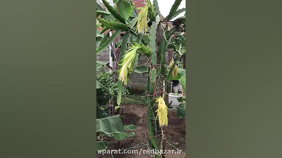 نهال دراگون فروت و میوه دهی در...