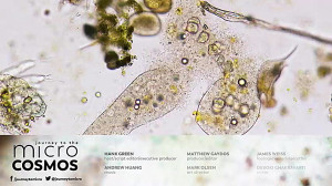Death in the Microcosmos