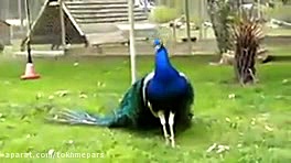 خرید و فروش تخم نطفه دار طاووس