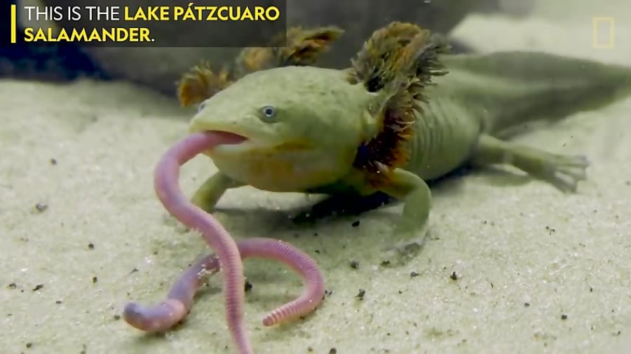 23 Nuns Fight For The Survival Of An Endangered Mexican Salamanderc