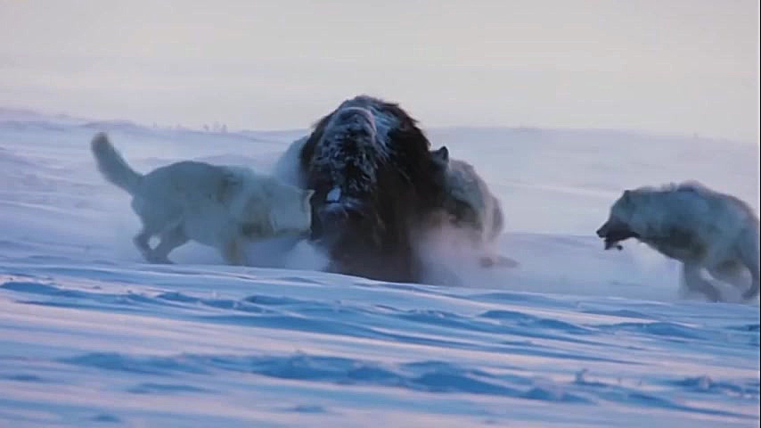 حمله گرگ های وحشی