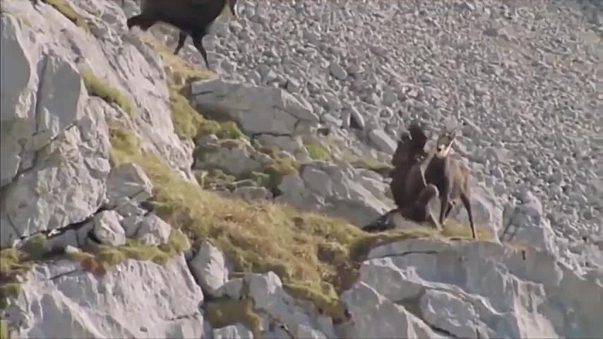 5 نبرد وحشیانه ضبط شده حیوانات