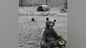 حیوانات هم صاحب حق و حقوق میش...