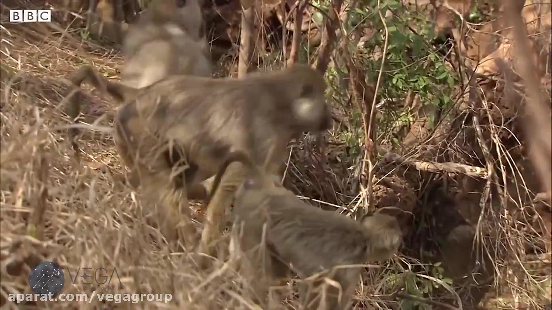 مبارزه های حیوانات برای حق جفت...