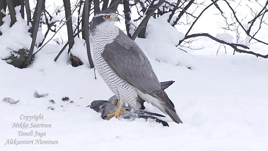 شکار و دریدن زنده زنده کبوتر ت...
