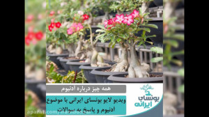 همه چیز درباره آدنیوم ها | لای...