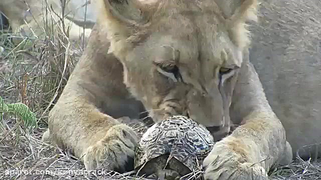 خلاصه بازی ایران هنگ کنگ
